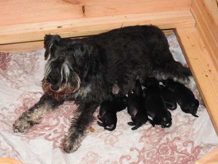 Zwergschnauzer Welpe schwarz- silber