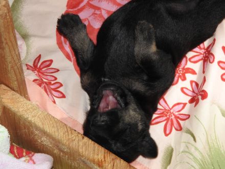 Zwergschnauzer Welpe schwarz- silber