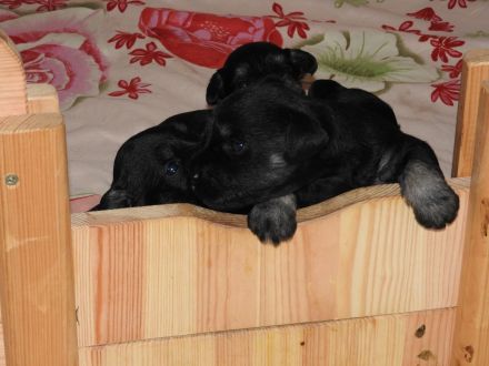 Zwergschnauzer Welpe schwarz- silber