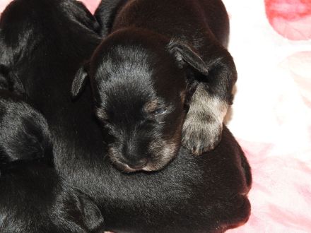 Zwergschnauzer Welpe schwarz- silber