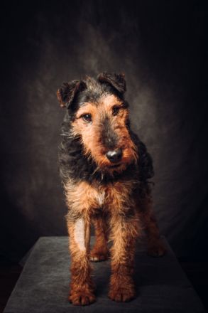 Tequila, sportlicher, aktiver, verspielter Airdale-Terrier Mix sucht passendes, erfahrenes Zuhause