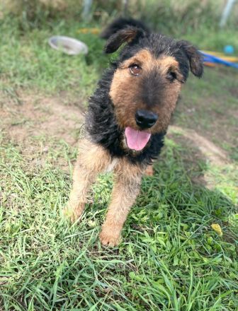 Tequila, sportlicher, aktiver, verspielter Airdale-Terrier Mix sucht passendes, erfahrenes Zuhause