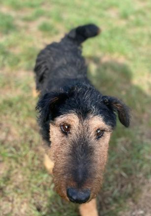 Tequila, sportlicher, aktiver, verspielter Airdale-Terrier Mix sucht passendes, erfahrenes Zuhause