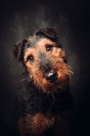 Tequila, sportlicher, aktiver, verspielter Airdale-Terrier Mix sucht passendes, erfahrenes Zuhause