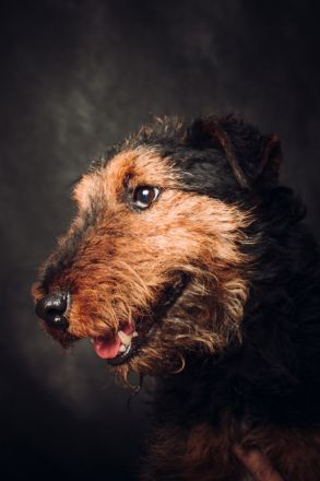 Tequila, sportlicher, aktiver, verspielter Airdale-Terrier Mix sucht passendes, erfahrenes Zuhause