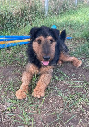 Tequila, sportlicher, aktiver, verspielter Airdale-Terrier Mix sucht passendes, erfahrenes Zuhause