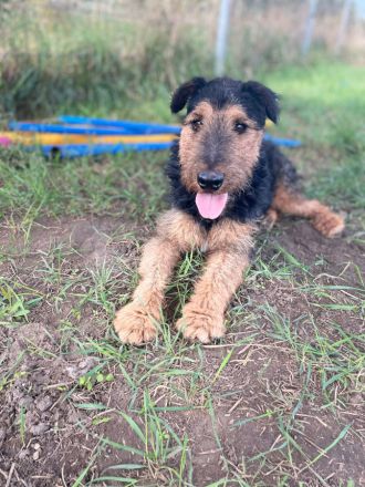 Tequila, sportlicher, aktiver, verspielter Airdale-Terrier Mix sucht passendes, erfahrenes Zuhause