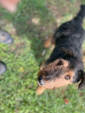 Tequila, sportlicher, aktiver, verspielter Airdale-Terrier Mix sucht passendes, erfahrenes Zuhause