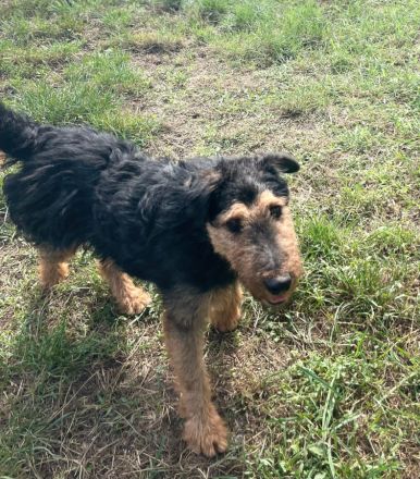 Tequila, sportlicher, aktiver, verspielter Airdale-Terrier Mix sucht passendes, erfahrenes Zuhause