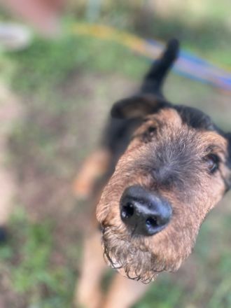 Tequila, sportlicher, aktiver, verspielter Airdale-Terrier Mix sucht passendes, erfahrenes Zuhause