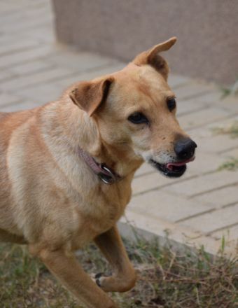 Rosi, schüchterne, nette Seniorin sucht erfahrenes Zuhause