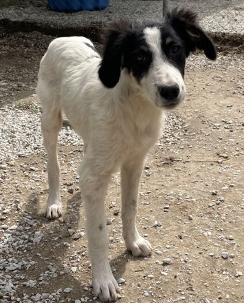 Marvel, geb. ca. 05/2022, lebt in GRIECHENLAND, im städt. Tierheim Serres