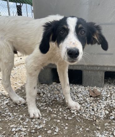 Marvel, geb. ca. 05/2022, lebt in GRIECHENLAND, im städt. Tierheim Serres