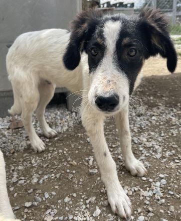 Marvel, geb. ca. 05/2022, lebt in GRIECHENLAND, im städt. Tierheim Serres