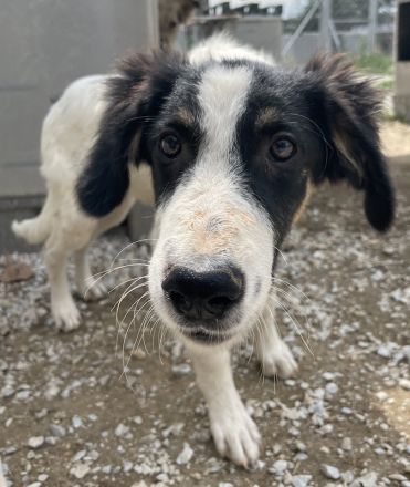 Marvel, geb. ca. 05/2022, lebt in GRIECHENLAND, im städt. Tierheim Serres