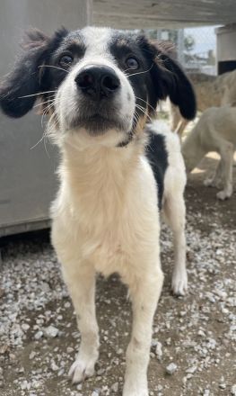 Marvel, geb. ca. 05/2022, lebt in GRIECHENLAND, im städt. Tierheim Serres