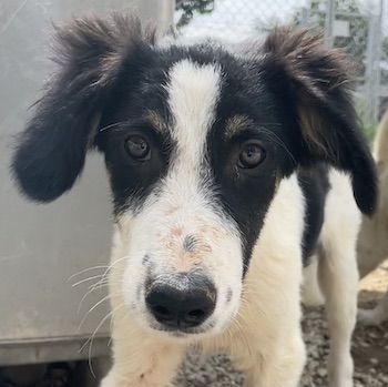 Marvel, geb. ca. 05/2022, lebt in GRIECHENLAND, im städt. Tierheim Serres