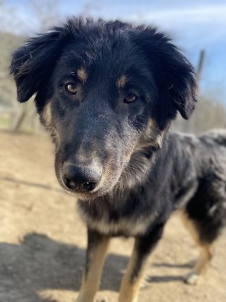 Marcello, geb. ca. 04/2022, lebt in GRIECHENLAND, auf einer privaten Pflegestelle