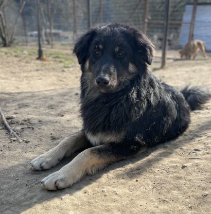 Marcello, geb. ca. 04/2022, lebt in GRIECHENLAND, auf einer privaten Pflegestelle