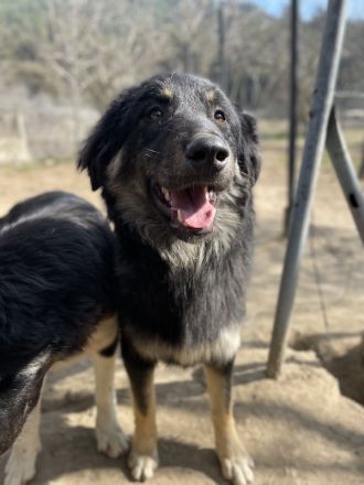 Marcello, geb. ca. 04/2022, lebt in GRIECHENLAND, auf einer privaten Pflegestelle