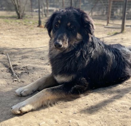 Marcello, geb. ca. 04/2022, lebt in GRIECHENLAND, auf einer privaten Pflegestelle