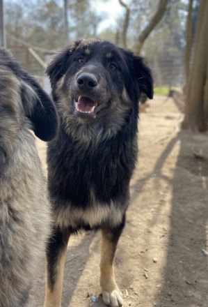 Marcello, geb. ca. 04/2022, lebt in GRIECHENLAND, auf einer privaten Pflegestelle