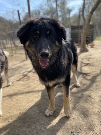 Marcello, geb. ca. 04/2022, lebt in GRIECHENLAND, auf einer privaten Pflegestelle