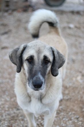 Little Pumpkin, geb. ca. 11/2021, lebt in GRIECHENLAND, im städt. Tierheim Serres