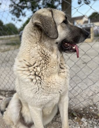 Little Pumpkin, geb. ca. 11/2021, lebt in GRIECHENLAND, im städt. Tierheim Serres