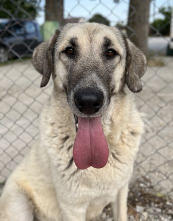 Little Pumpkin, geb. ca. 11/2021, lebt in GRIECHENLAND, im städt. Tierheim Serres