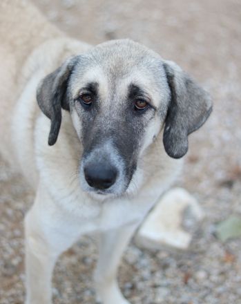Little Pumpkin, geb. ca. 11/2021, lebt in GRIECHENLAND, im städt. Tierheim Serres
