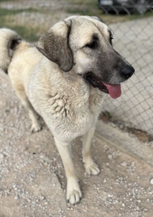 Little Pumpkin, geb. ca. 11/2021, lebt in GRIECHENLAND, im städt. Tierheim Serres