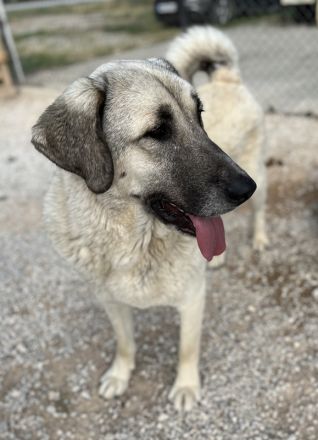 Little Pumpkin, geb. ca. 11/2021, lebt in GRIECHENLAND, im städt. Tierheim Serres