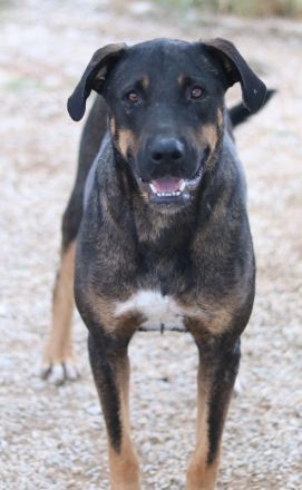 Leif, geb. ca. 03/2022, lebt in GRIECHENLAND, im städt. Tierheim Serres