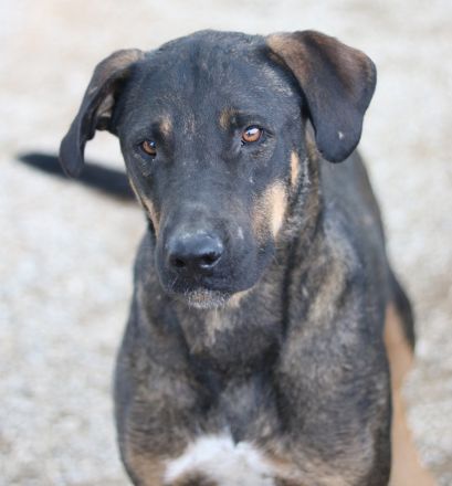 Leif, geb. ca. 03/2022, lebt in GRIECHENLAND, im städt. Tierheim Serres