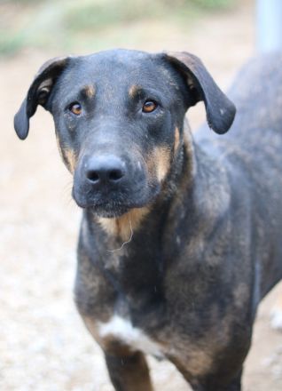 Leif, geb. ca. 03/2022, lebt in GRIECHENLAND, im städt. Tierheim Serres