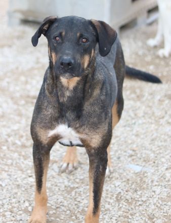 Leif, geb. ca. 03/2022, lebt in GRIECHENLAND, im städt. Tierheim Serres