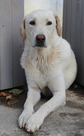 Legolas, geb. 11/2017, lebt in GRIECHENLAND, im städt. Tierheim Serres