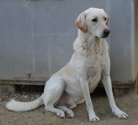 Legolas, geb. 11/2017, lebt in GRIECHENLAND, im städt. Tierheim Serres