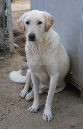 Legolas, geb. 11/2017, lebt in GRIECHENLAND, im städt. Tierheim Serres