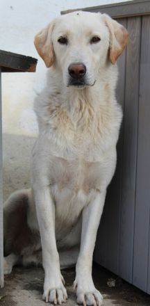 Legolas, geb. 11/2017, lebt in GRIECHENLAND, im städt. Tierheim Serres