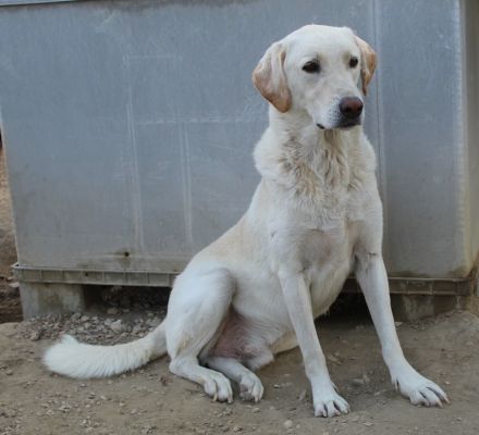 Legolas, geb. 11/2017, lebt in GRIECHENLAND, im städt. Tierheim Serres