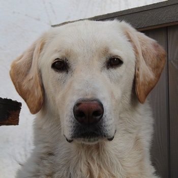 Legolas, geb. 11/2017, lebt in GRIECHENLAND, im städt. Tierheim Serres
