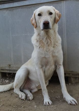 Legolas, geb. 11/2017, lebt in GRIECHENLAND, im städt. Tierheim Serres