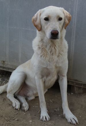 Legolas, geb. 11/2017, lebt in GRIECHENLAND, im städt. Tierheim Serres
