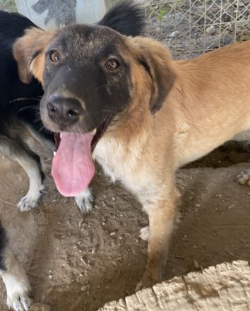 Lacasito, geb. ca. 01/2022, lebt in GRIECHENLAND, im städt. Tierheim Serres