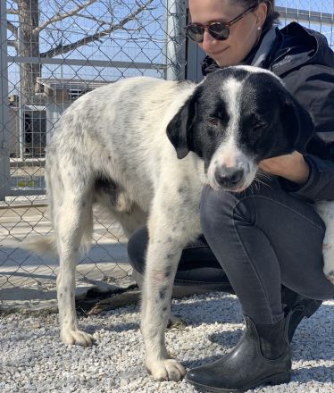 Kniffel, geb. ca. 03/2021, lebt in GRIECHENLAND, im städt. Tierheim Serres