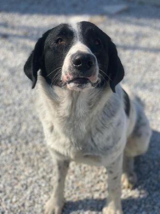 Kniffel, geb. ca. 03/2021, lebt in GRIECHENLAND, im städt. Tierheim Serres