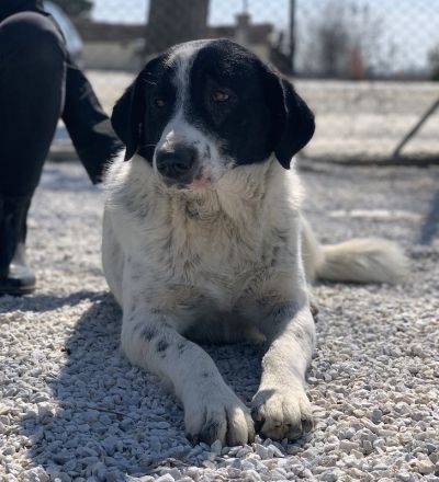 Kniffel, geb. ca. 03/2021, lebt in GRIECHENLAND, im städt. Tierheim Serres