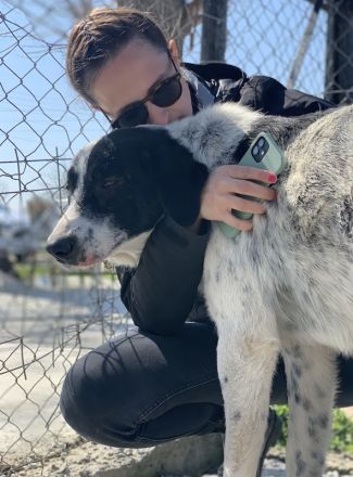 Kniffel, geb. ca. 03/2021, lebt in GRIECHENLAND, im städt. Tierheim Serres